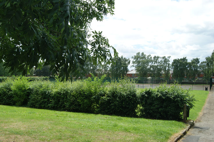 A row of hedges next to a path.